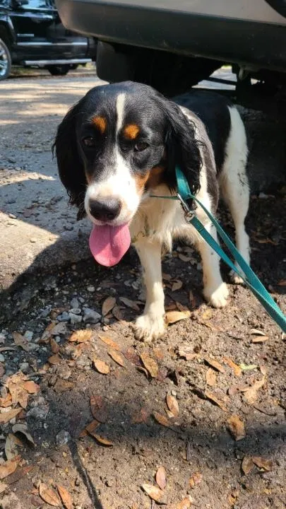 Found dog in New Orleans, LA, 70118