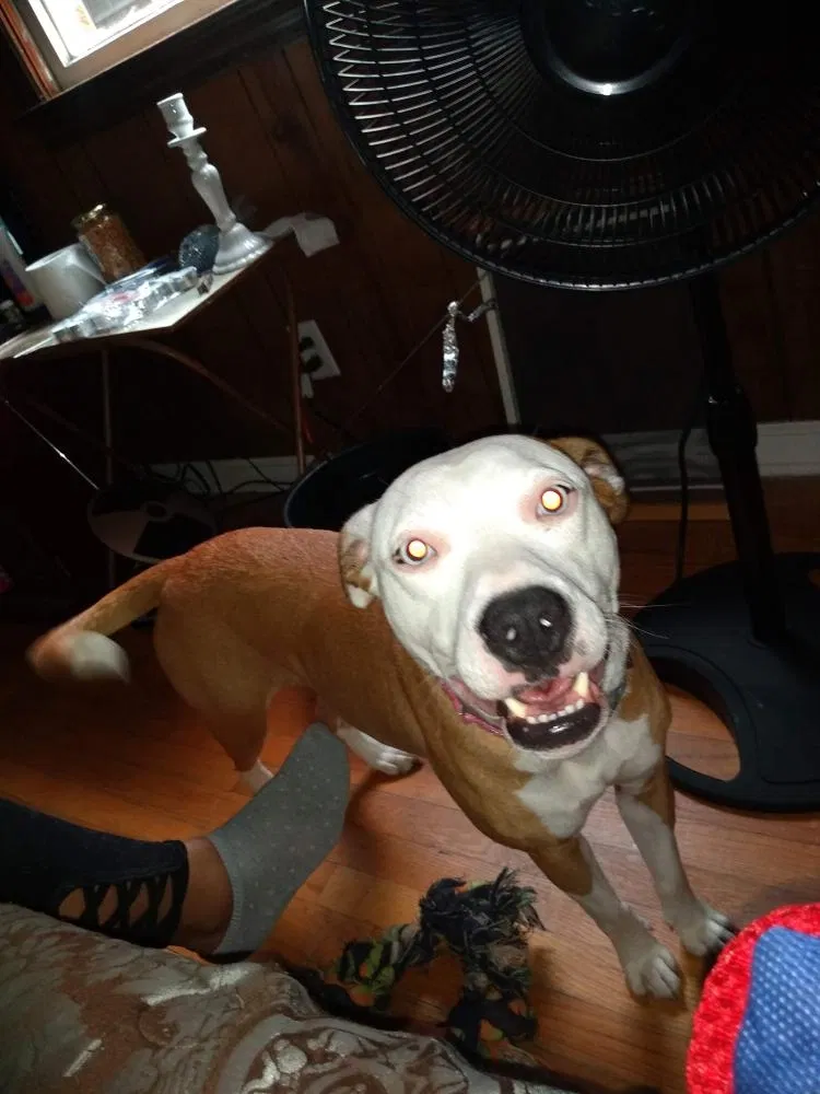 Lost dog in Hampton, VA, 23661