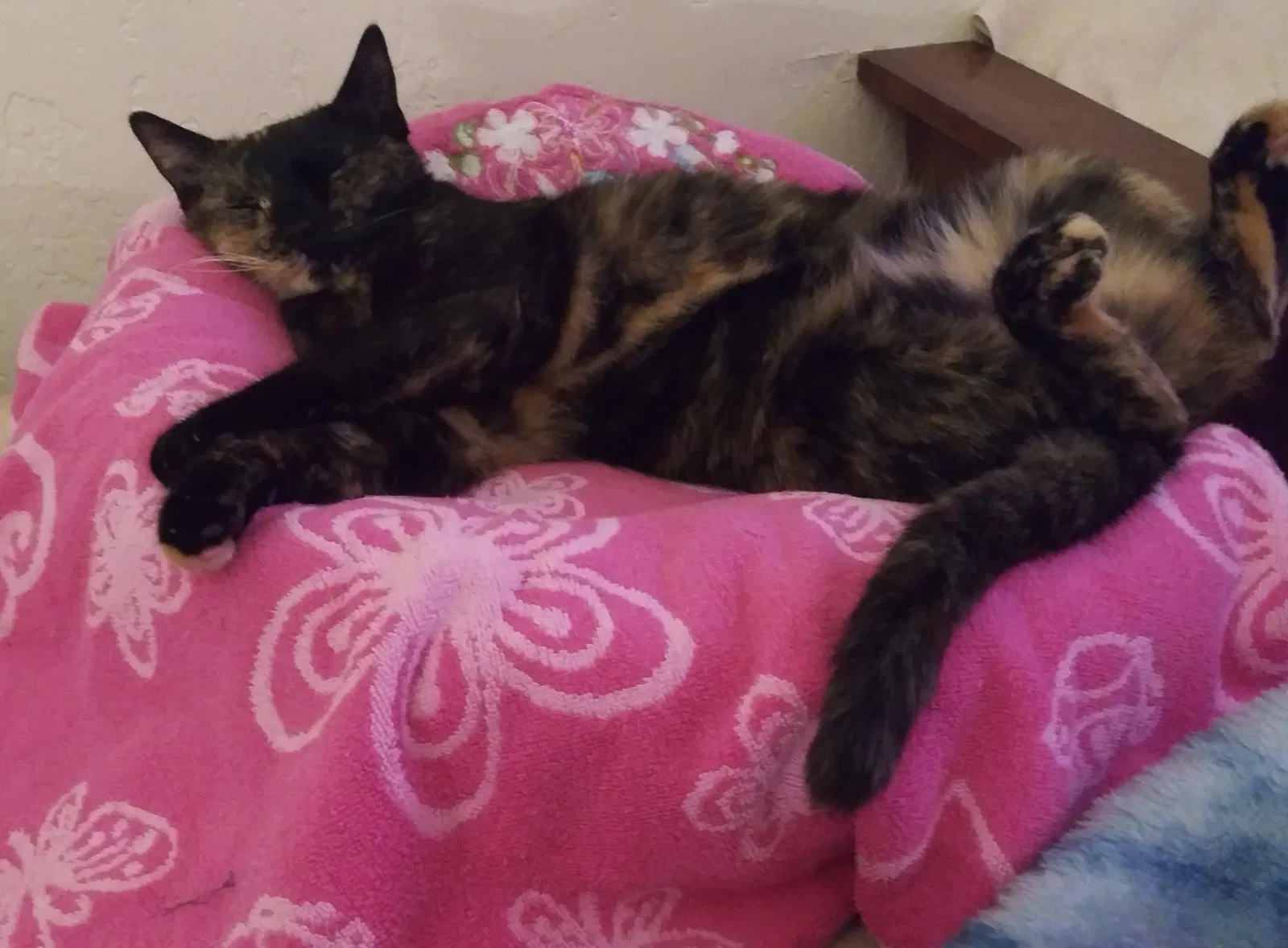 Lost cat in Oceanside, CA, 92054