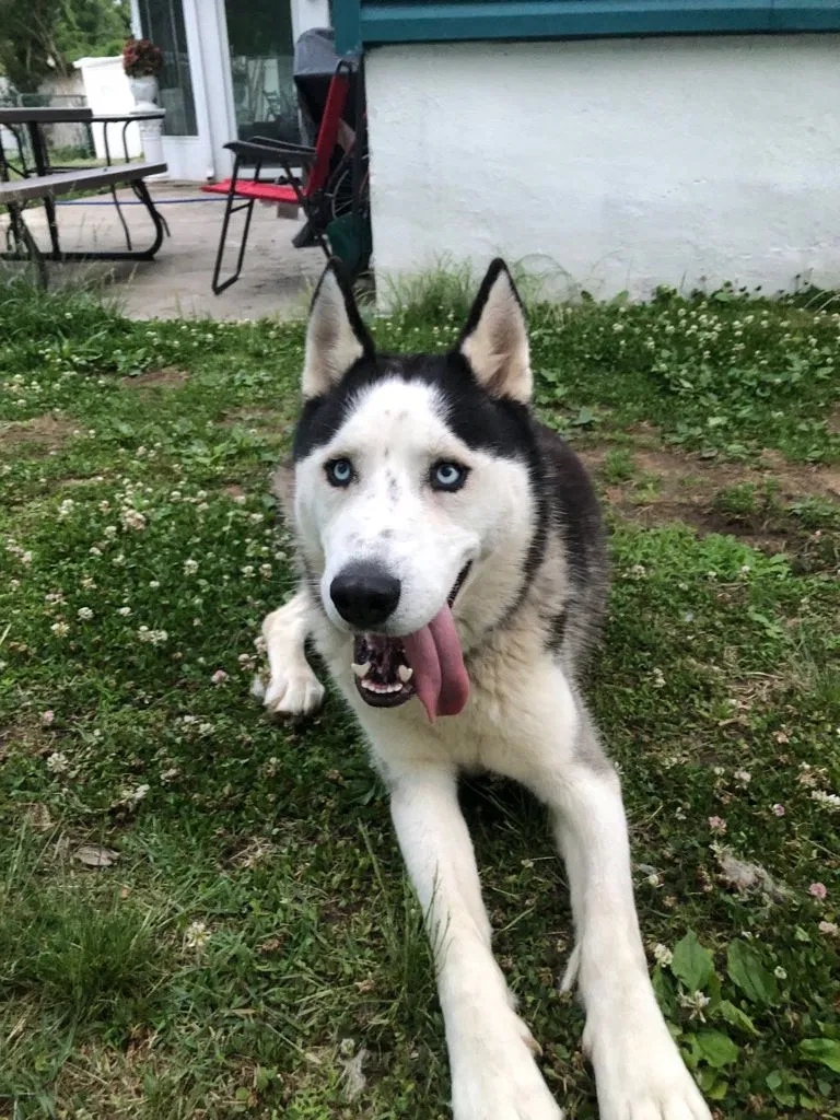Lost dog in Beverly, NJ, 8010