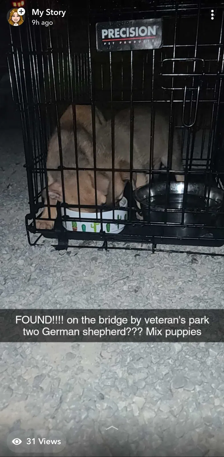Found dog in Spring City, TN, 37381