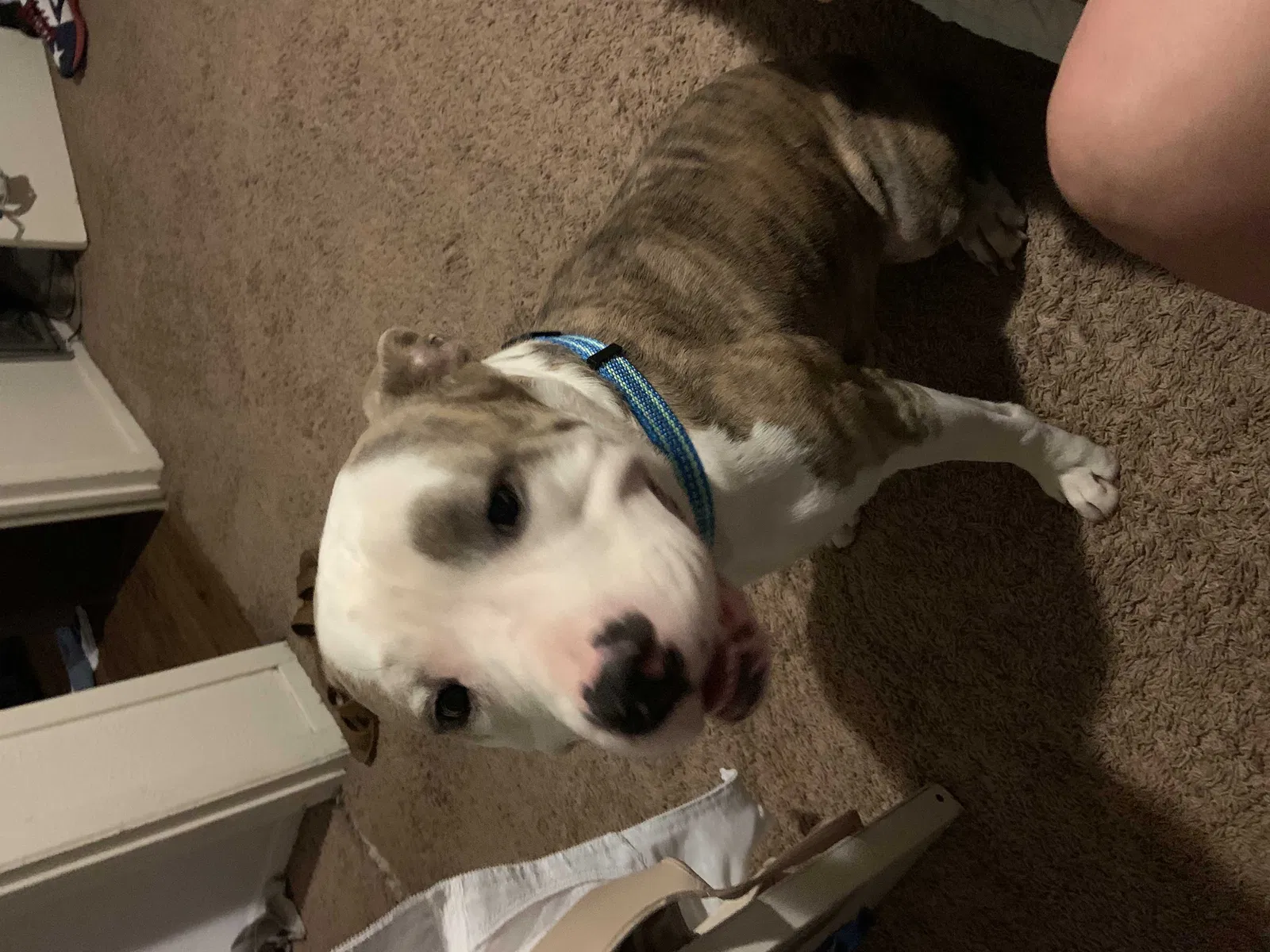 Found dog in Abilene, TX, 79606