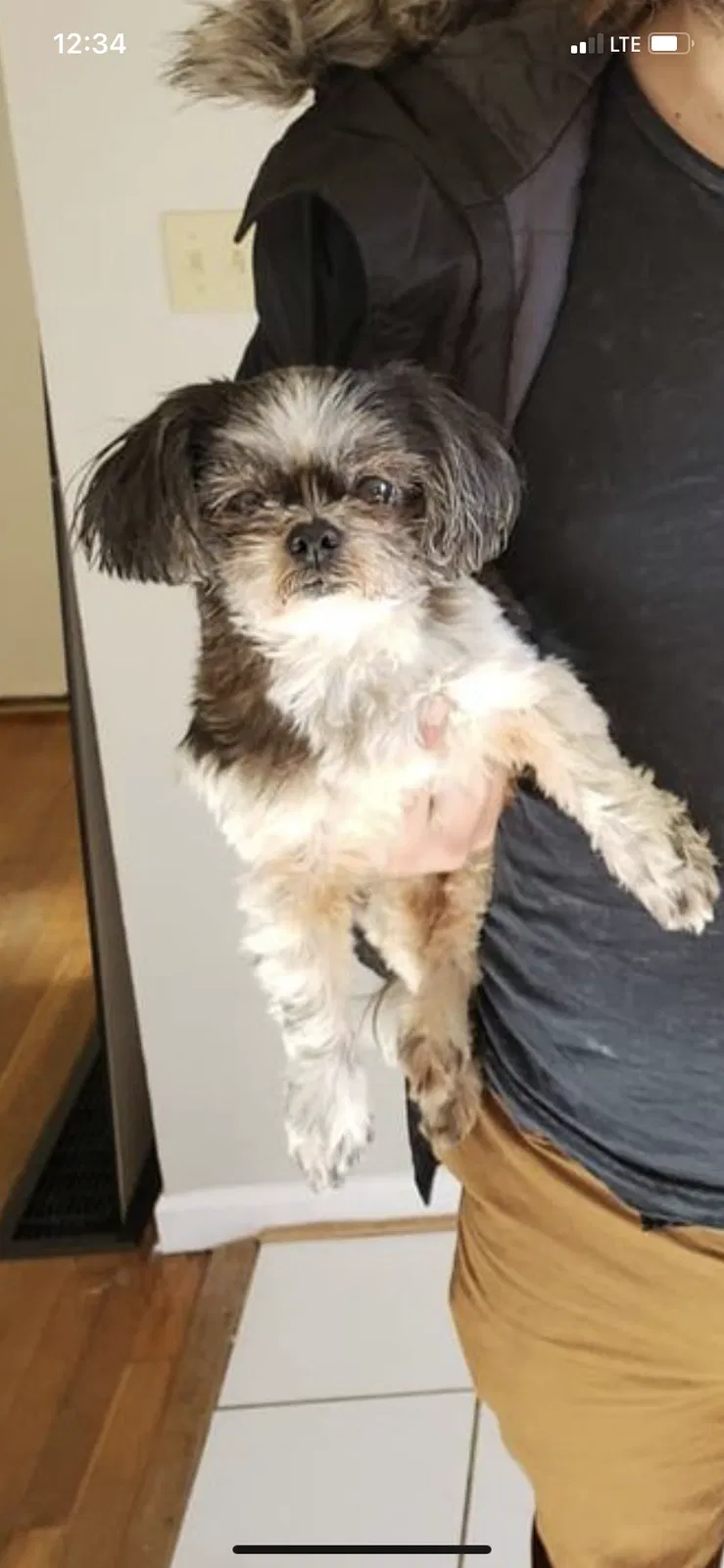 Lost dog in Lexington, KY, 40505