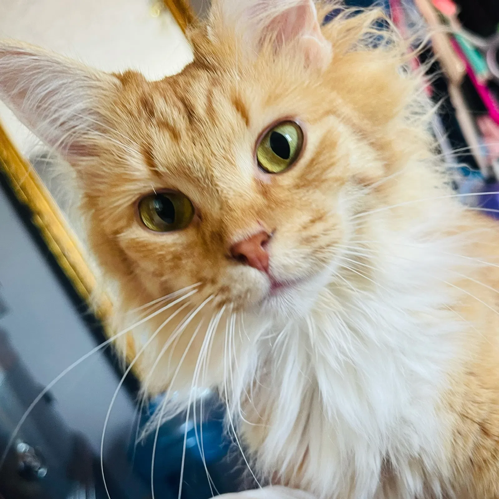 Lost cat in Worcester, MA, 1605