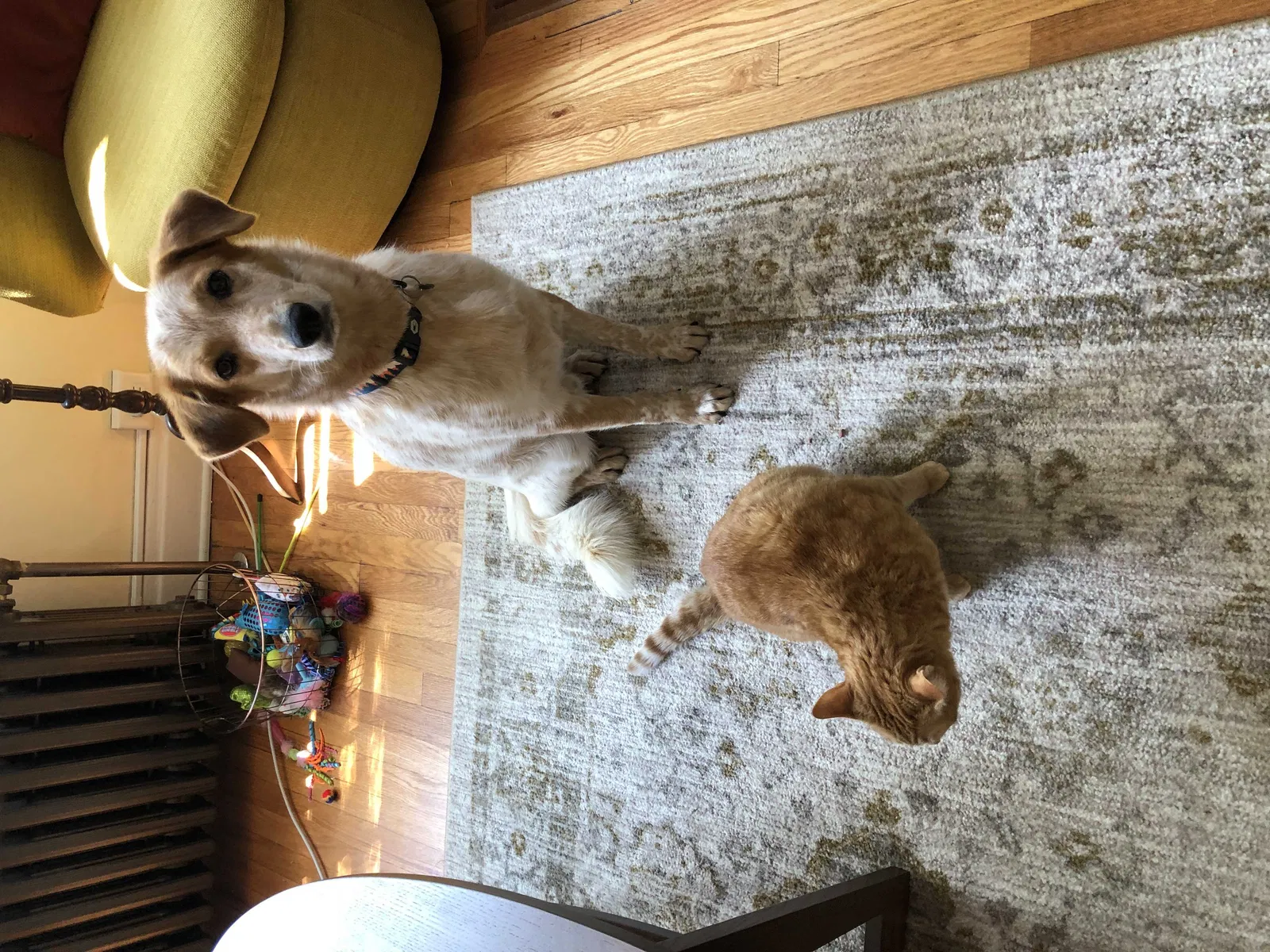Lost dog in Oregon, WI, 53575
