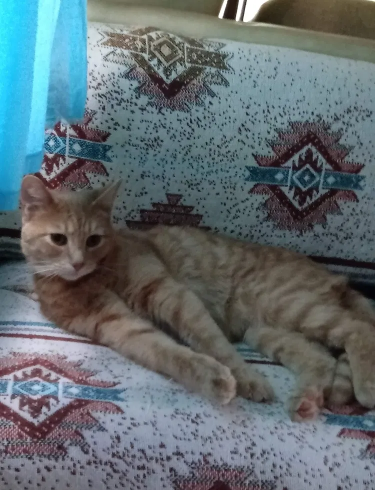 Lost cat in Cleveland, OH, 44113