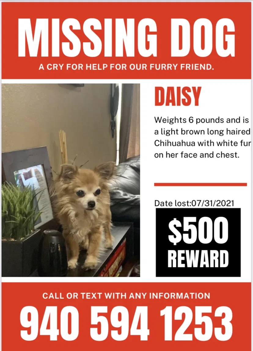 Lost dog in Denton, TX, 76208