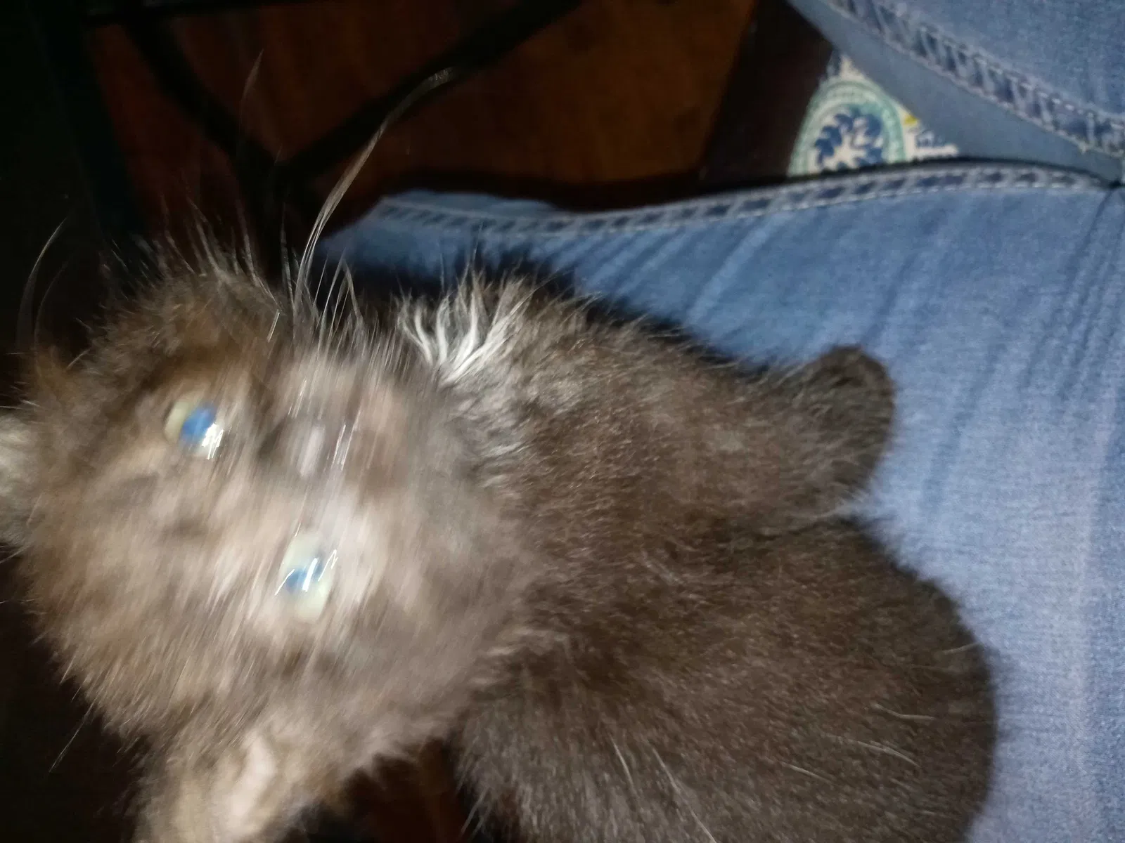 Lost cat in Pueblo, CO, 81006
