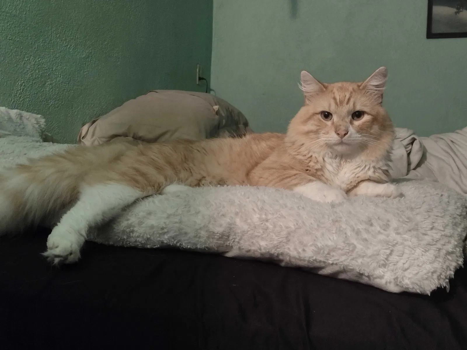 Lost cat in Sioux Falls, SD, 57110