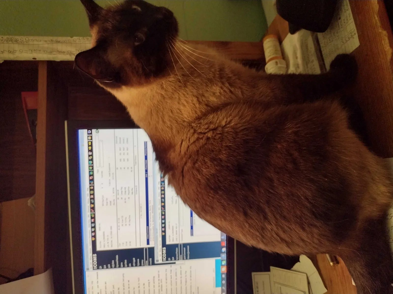 Lost cat in Adrian, MN, 56110