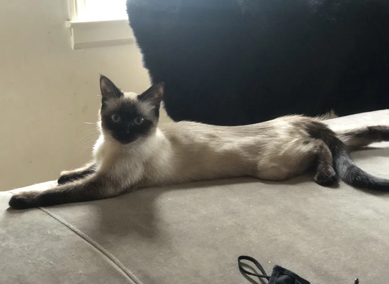 Lost cat in Newport, KY, 41076