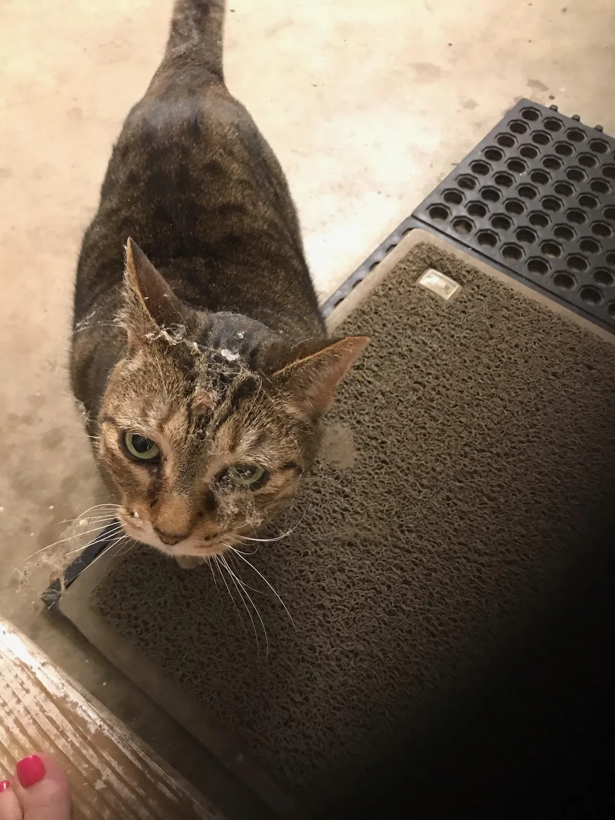 Lost cat in Woodstock, GA, 30188