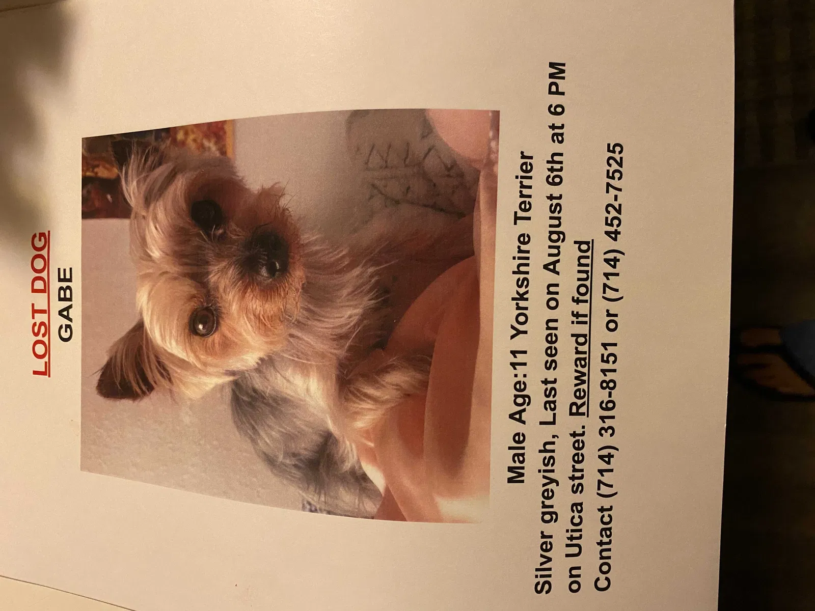 Lost dog in Huntington Beach, CA, 92648