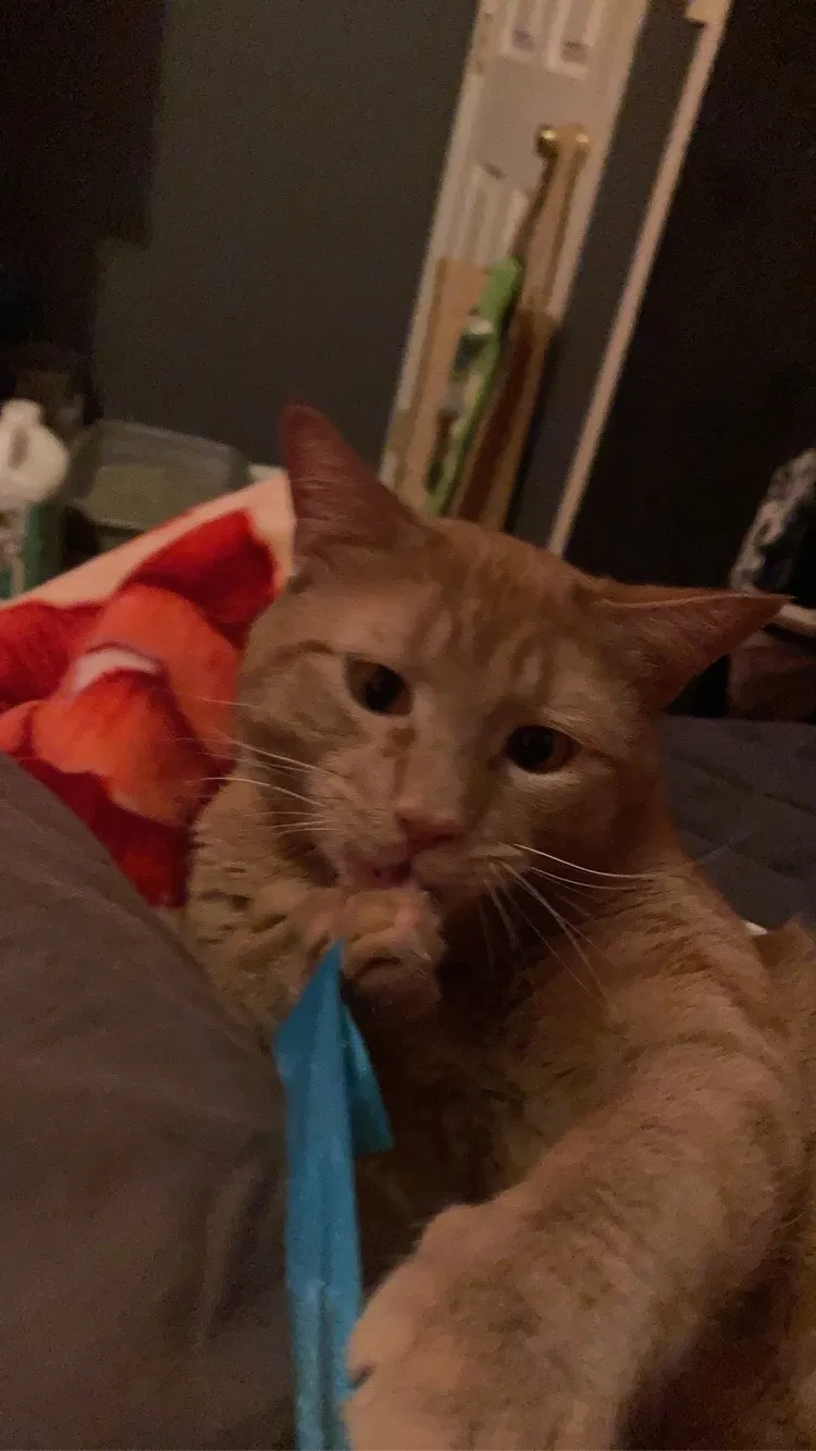 Lost cat in Fort Collins, CO, 80524