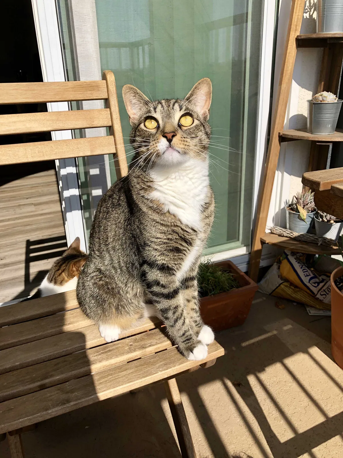 Lost cat in Dade City, FL, 33525