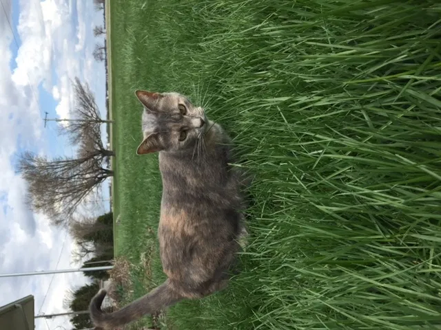 Lost cat in Plain City, OH, 43064