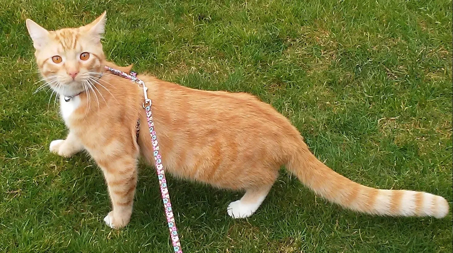 Lost cat in Tacoma, WA, 98408