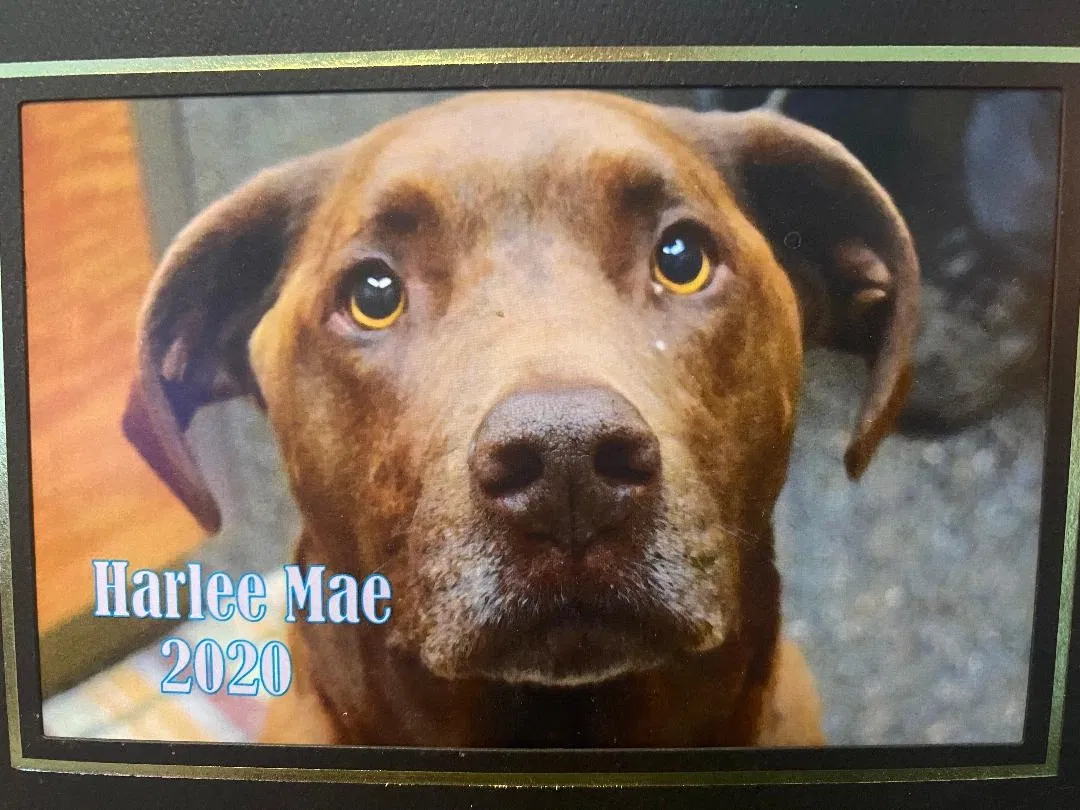 Lost dog in Post Falls, ID, 83854