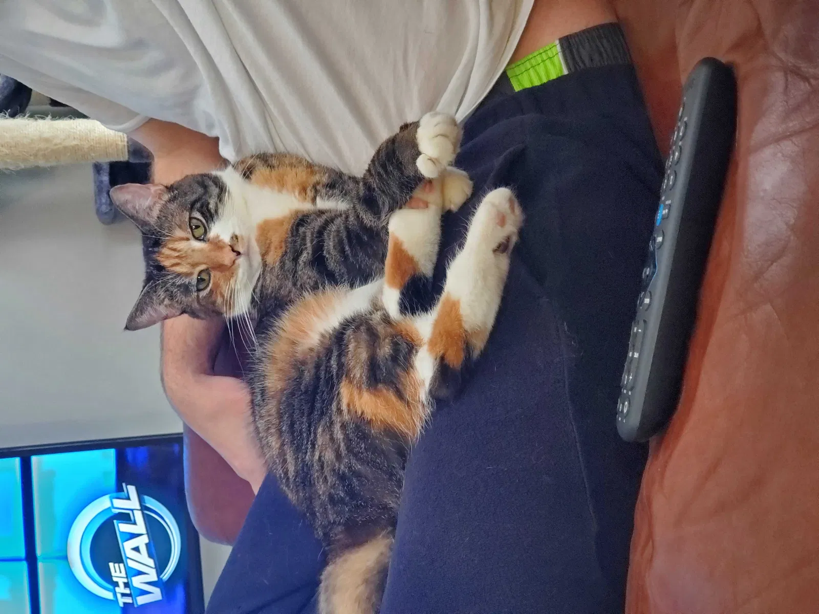 Lost cat in Columbus, OH, 43228