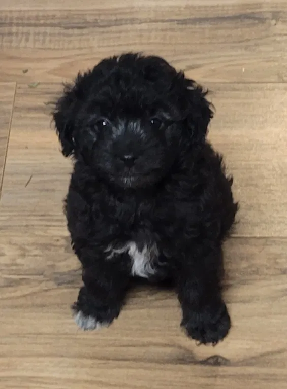 Lost dog in London, OH, 43140