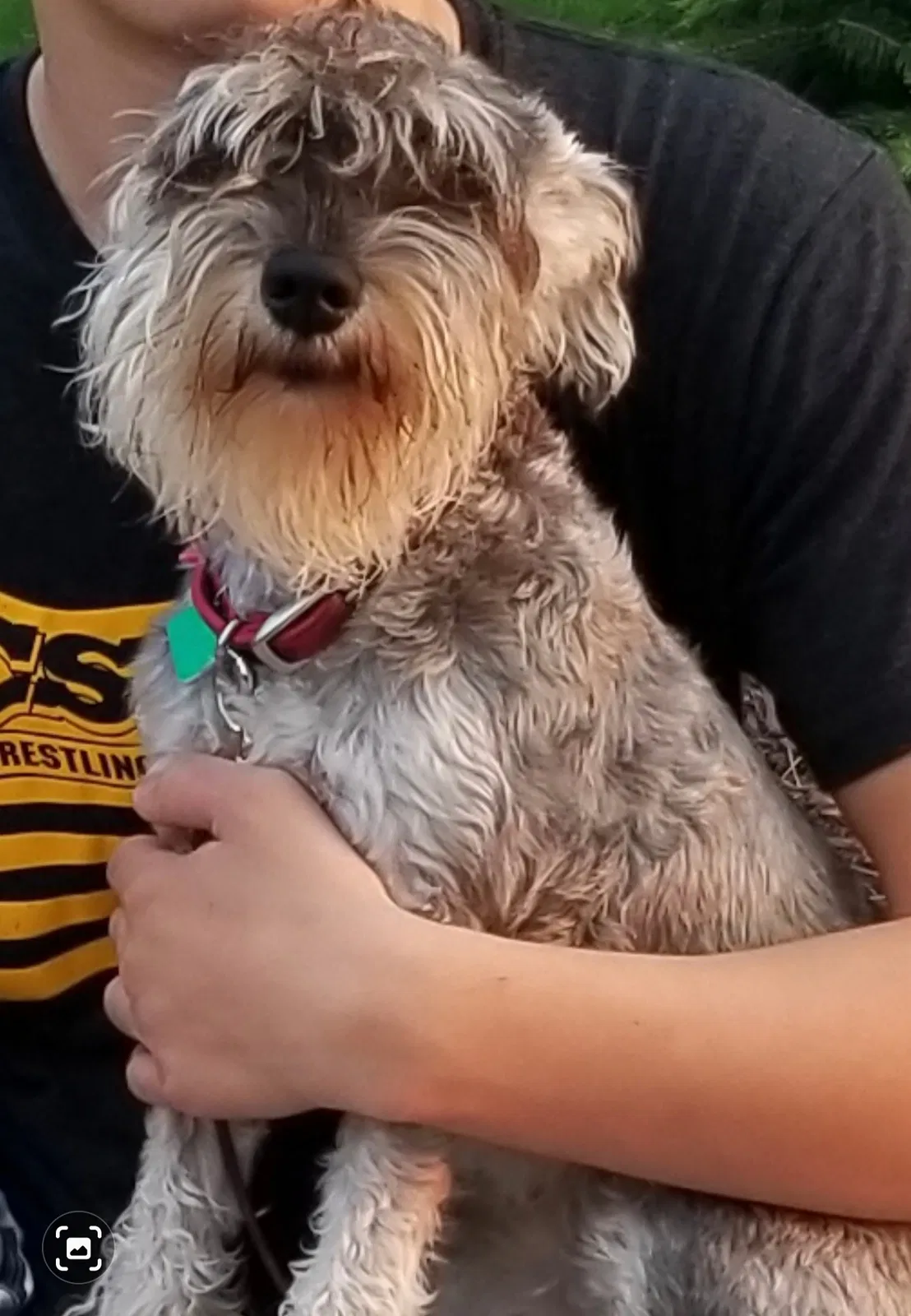 Lost dog in Homer Glen, IL, 60491