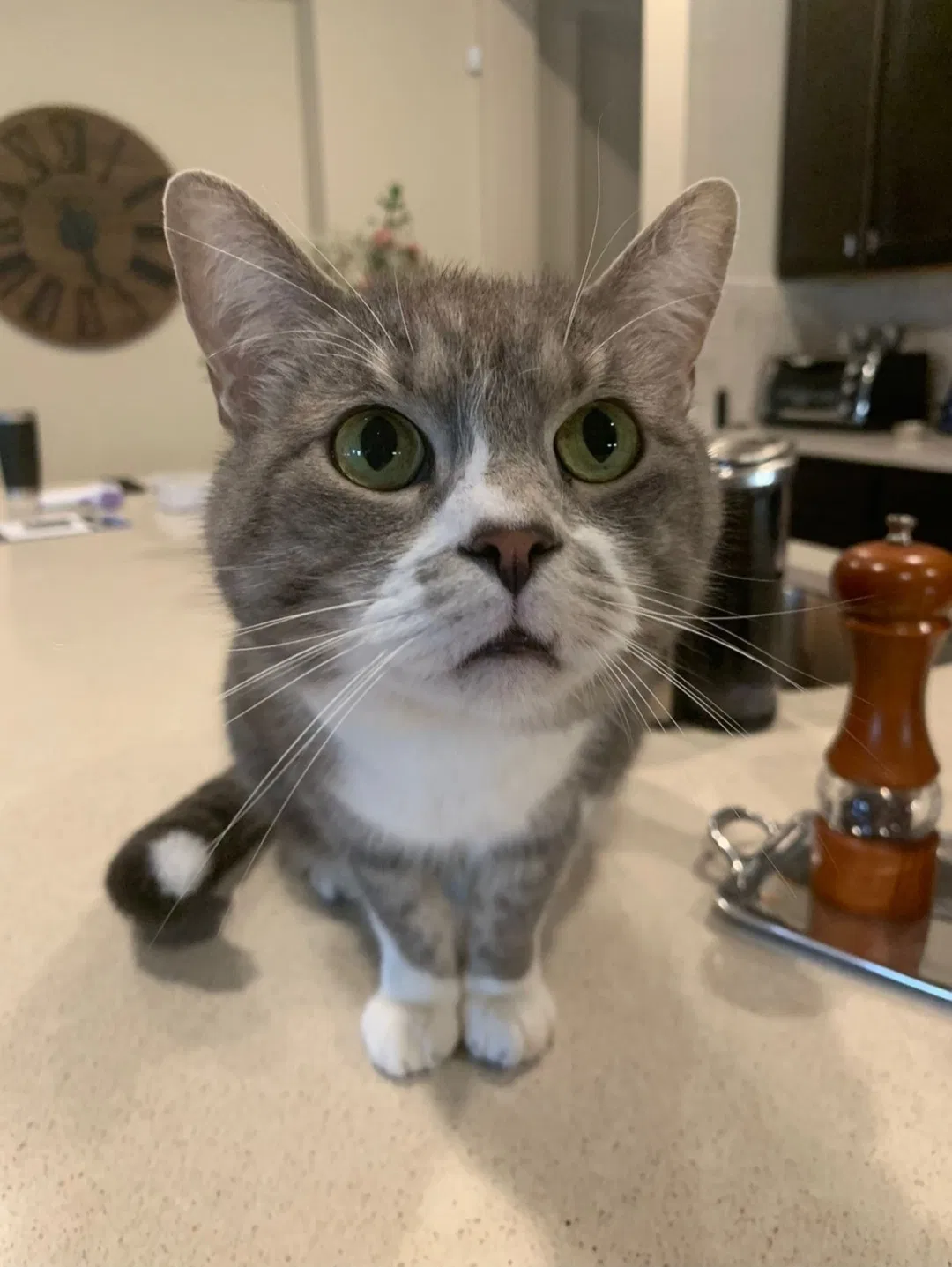 Lost cat in New Braunfels, TX, 78130