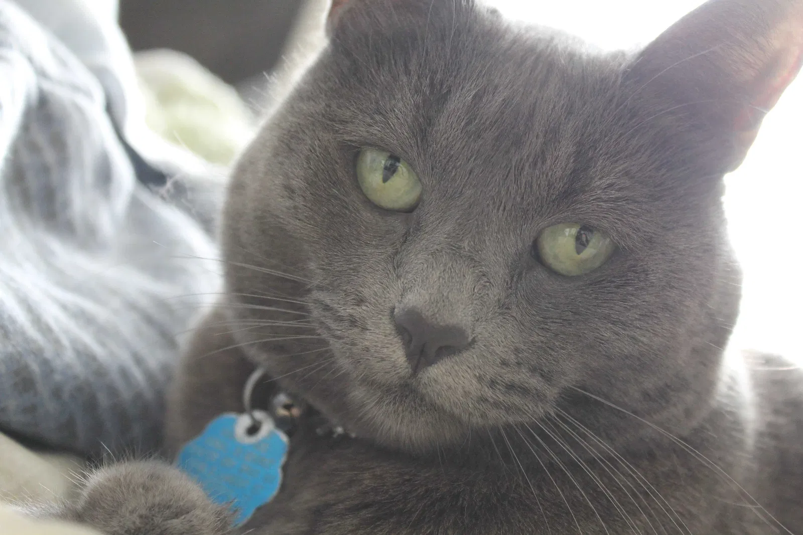 Lost cat in Spring Branch, TX, 78070