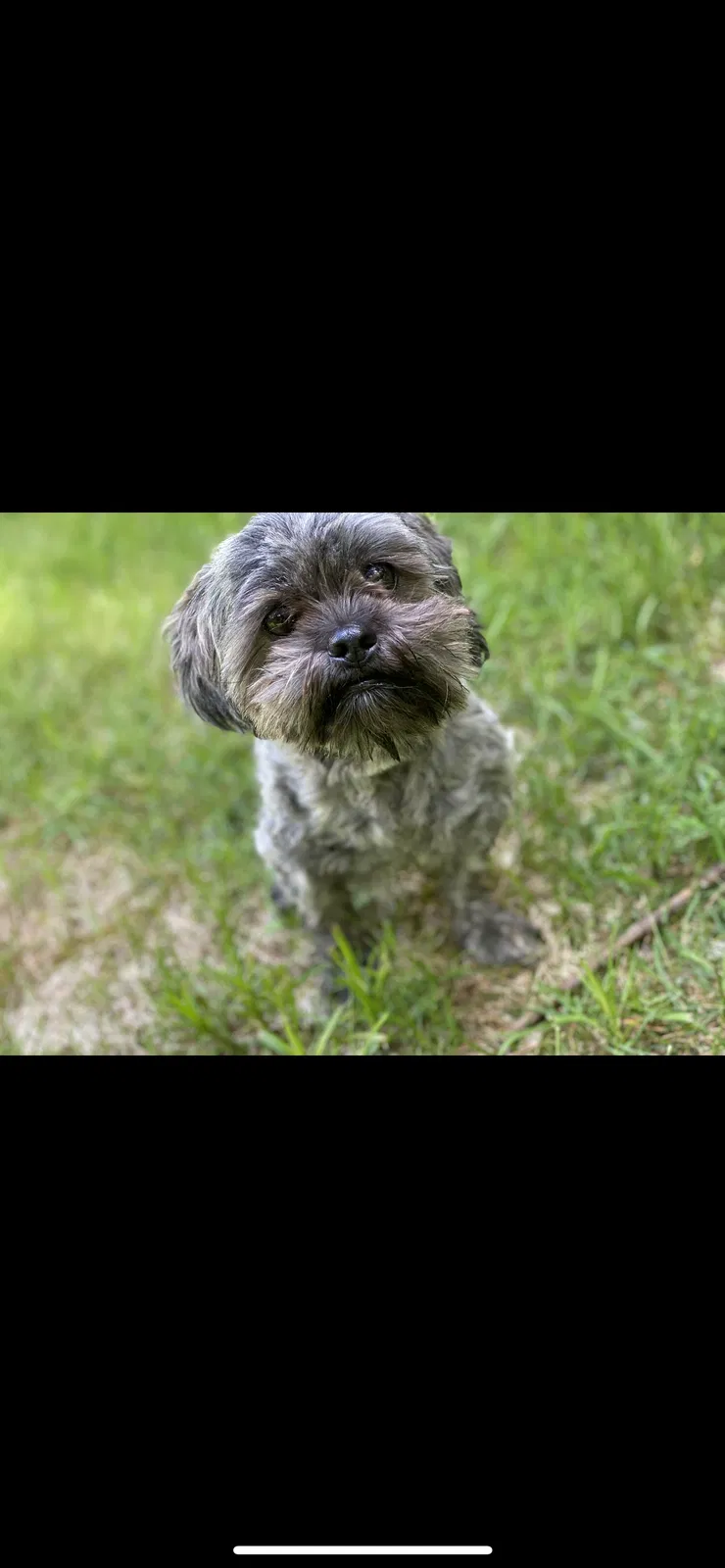Lost dog in Jamaica, NY, 11435