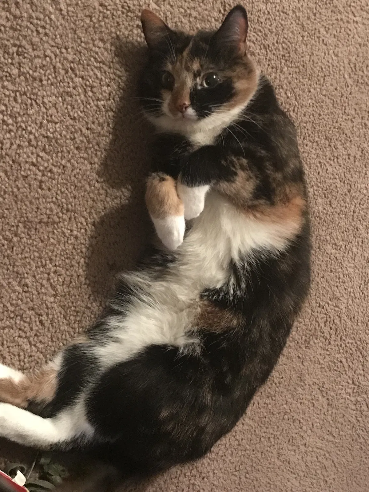 Lost cat in Reynoldsburg, OH, 43068