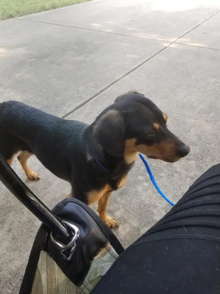 Lost dog in Dallas, TX, 75237