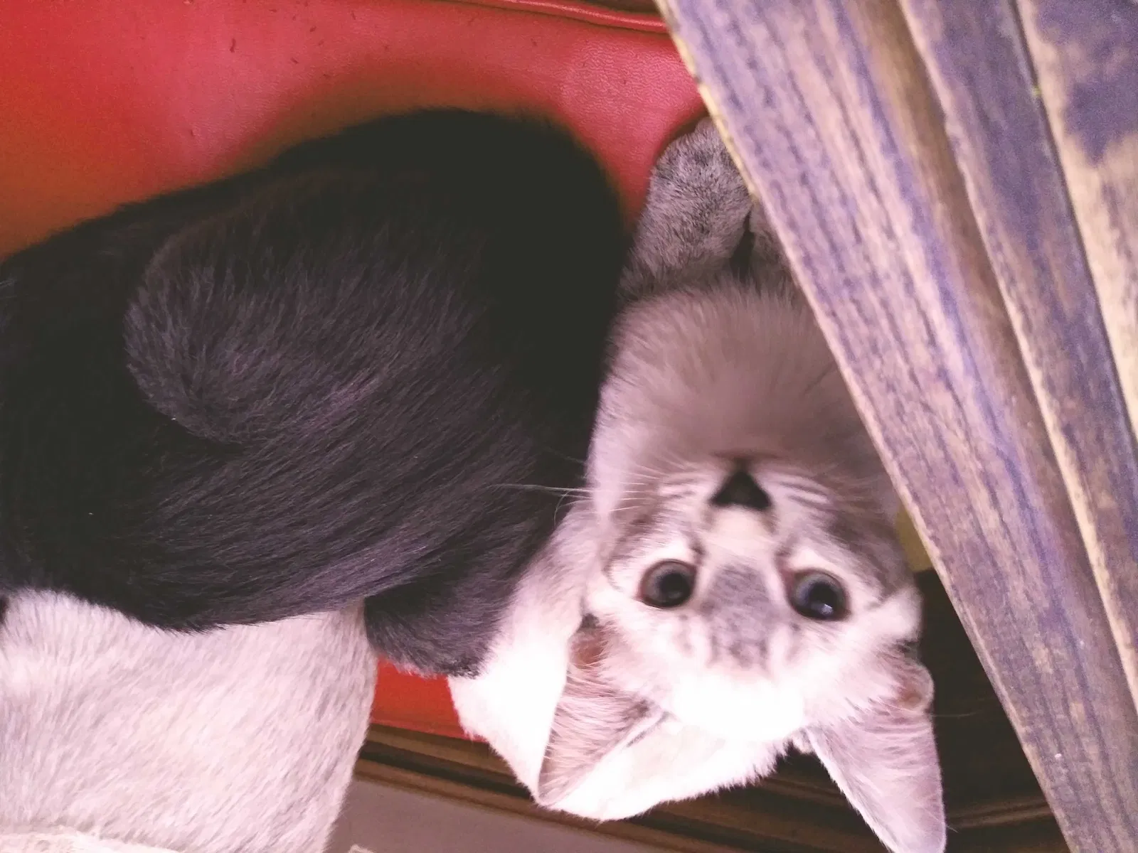 Lost cat in Canon City, CO, 81212