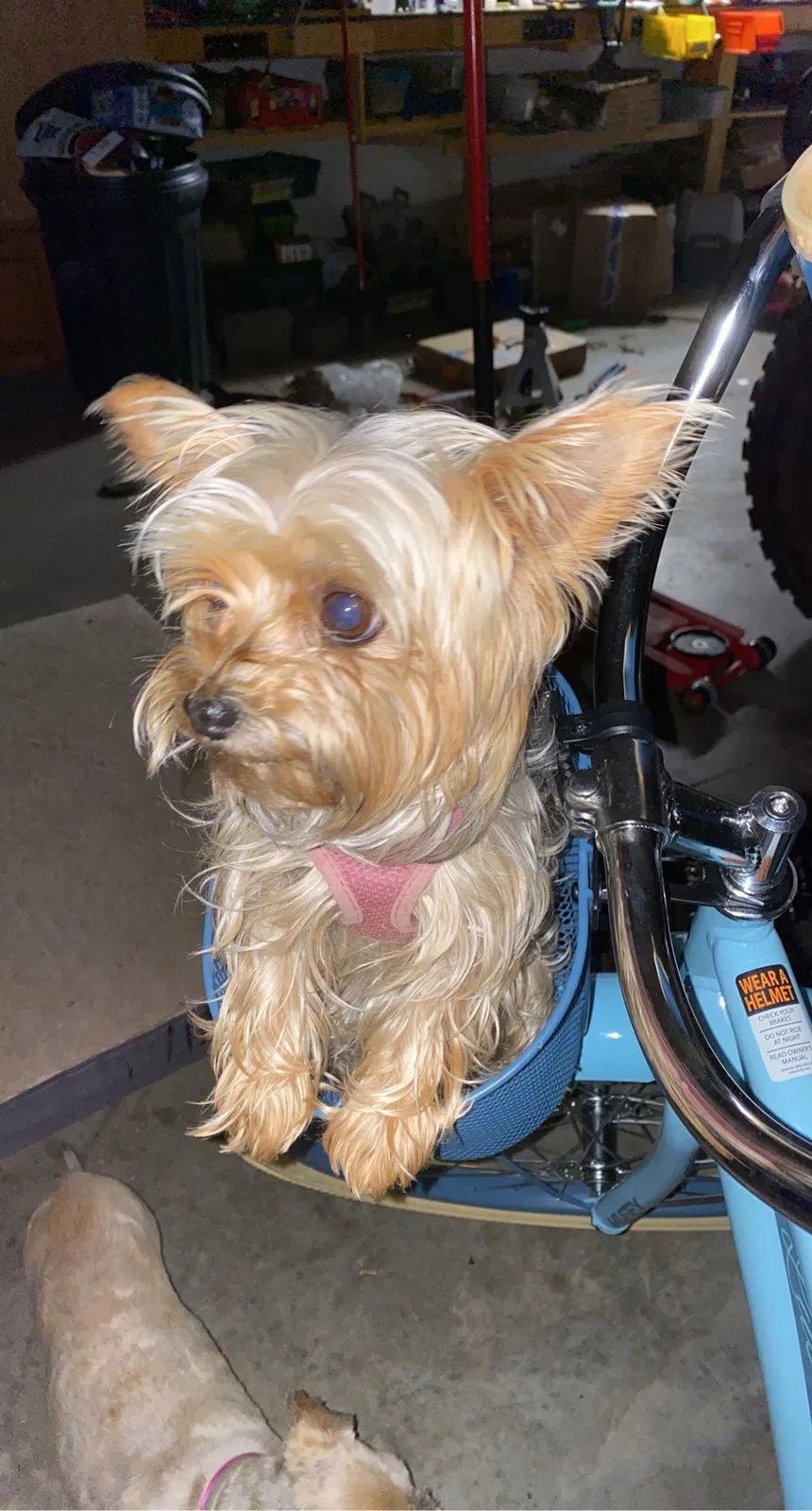 Lost dog in Crossville, TN, 38571