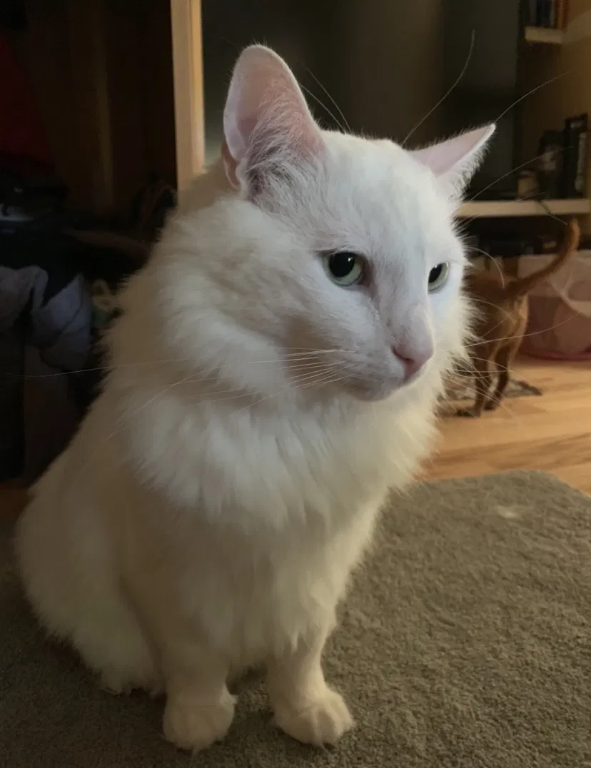 Lost cat in San Diego, CA, 92127