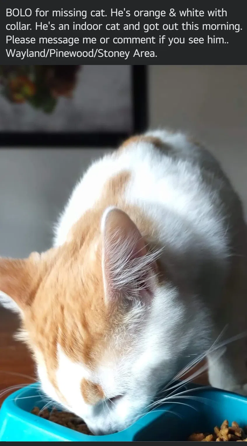 Lost cat in Ladson, SC, 29456