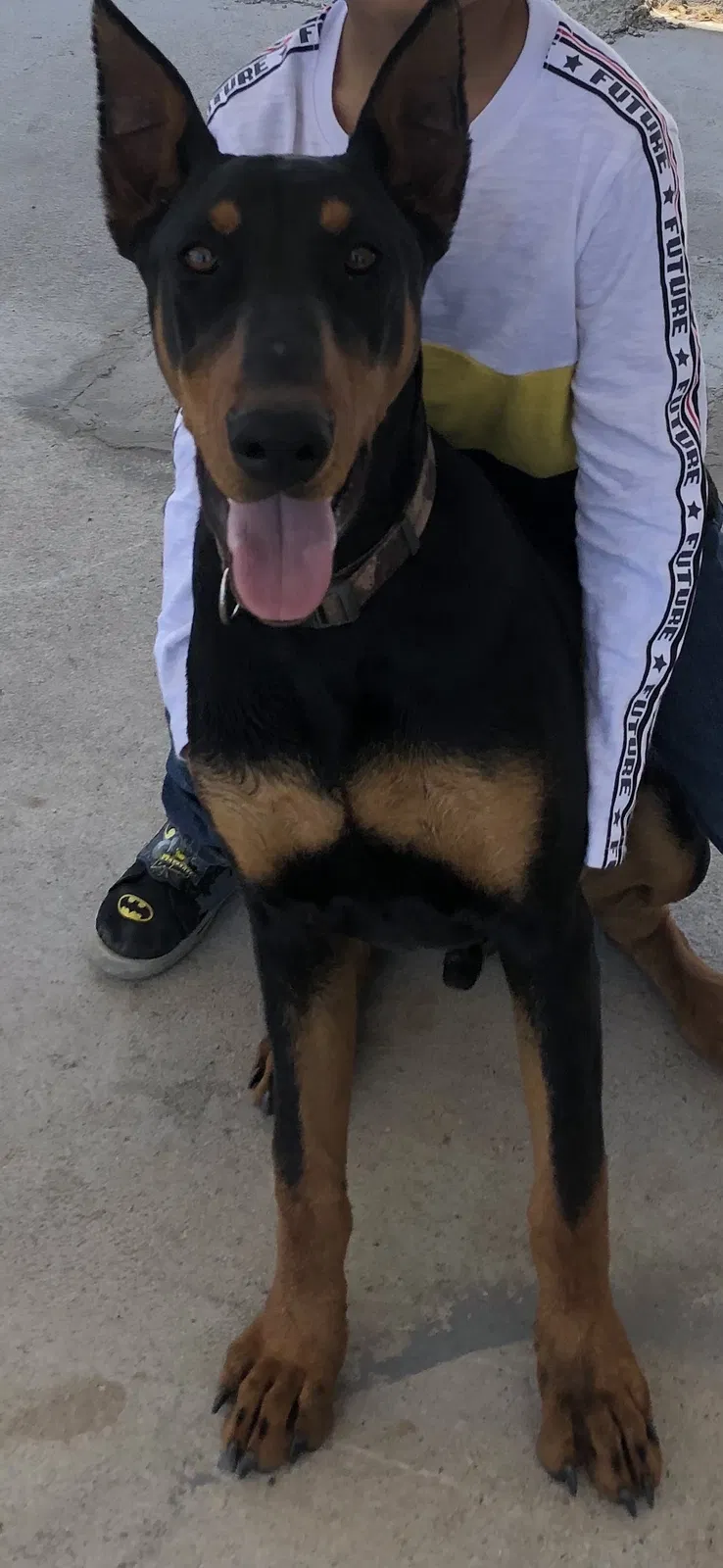 Lost dog in French Camp, CA, 95231