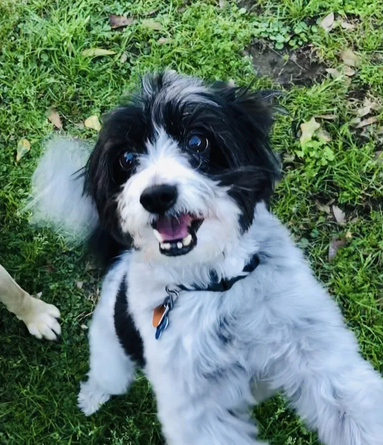 Lost dog in Lafayette, LA, 70508
