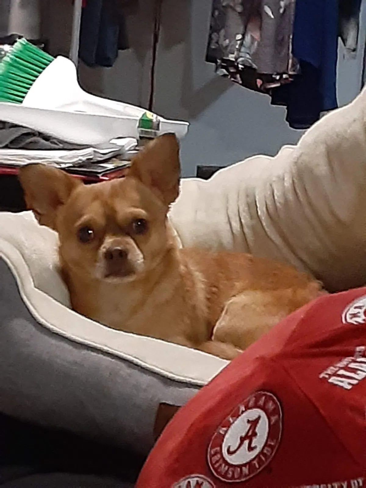 Lost dog in Mobile, AL, 36695
