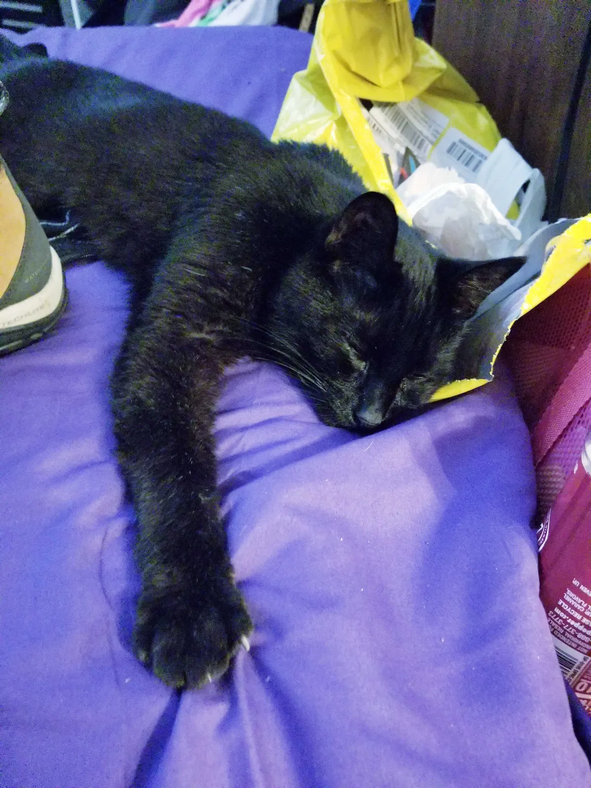 Lost cat in Redmond, WA, 98052