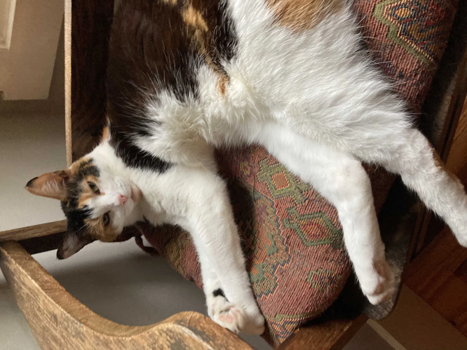 Lost cat in Unknown, SC, 296767