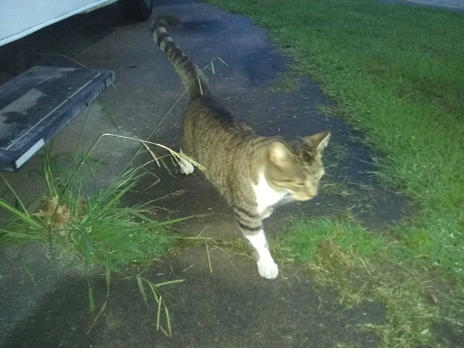 Found cat in Claremore, OK, 74017