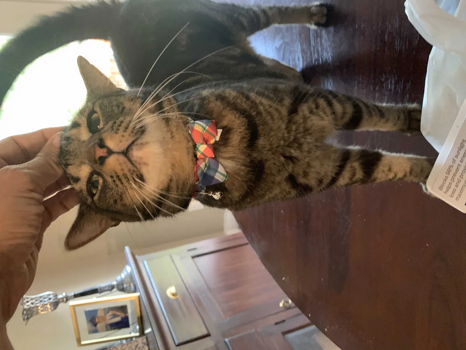 Lost cat in Pensacola, FL, 32514