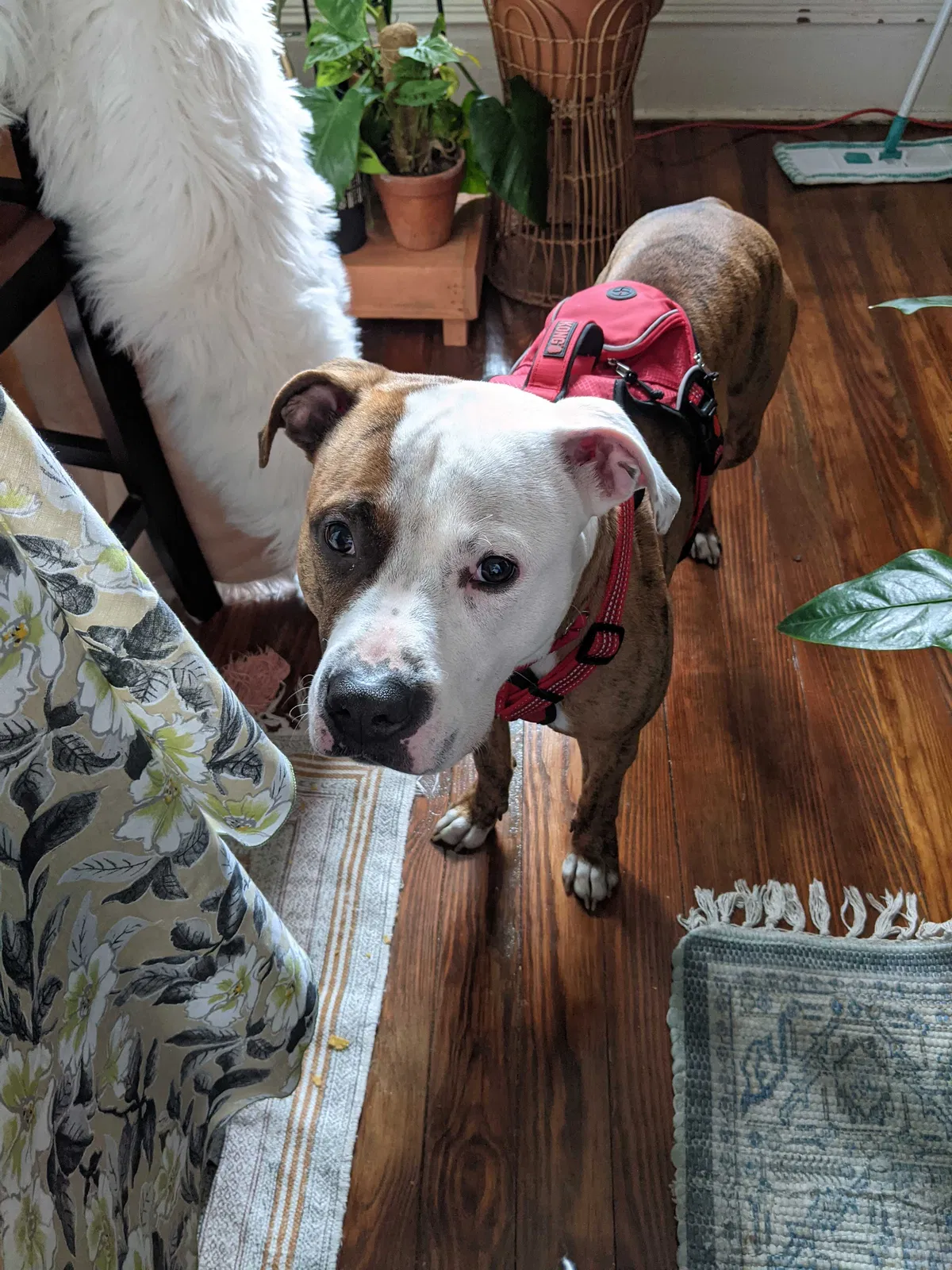 Lost dog in Washington, PA, 15301