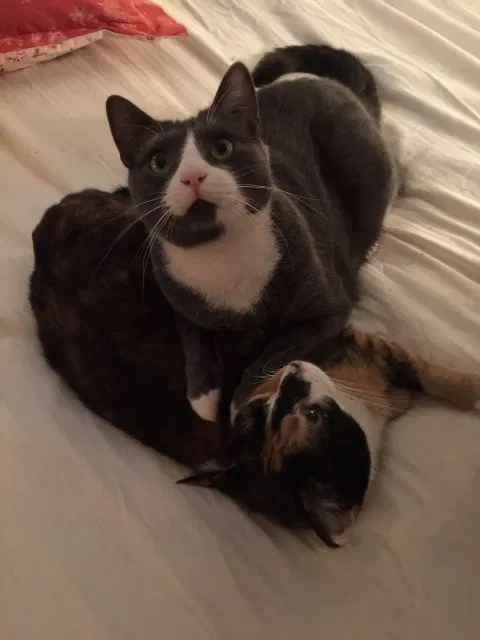 Lost cat in Rehoboth, MA, 2769