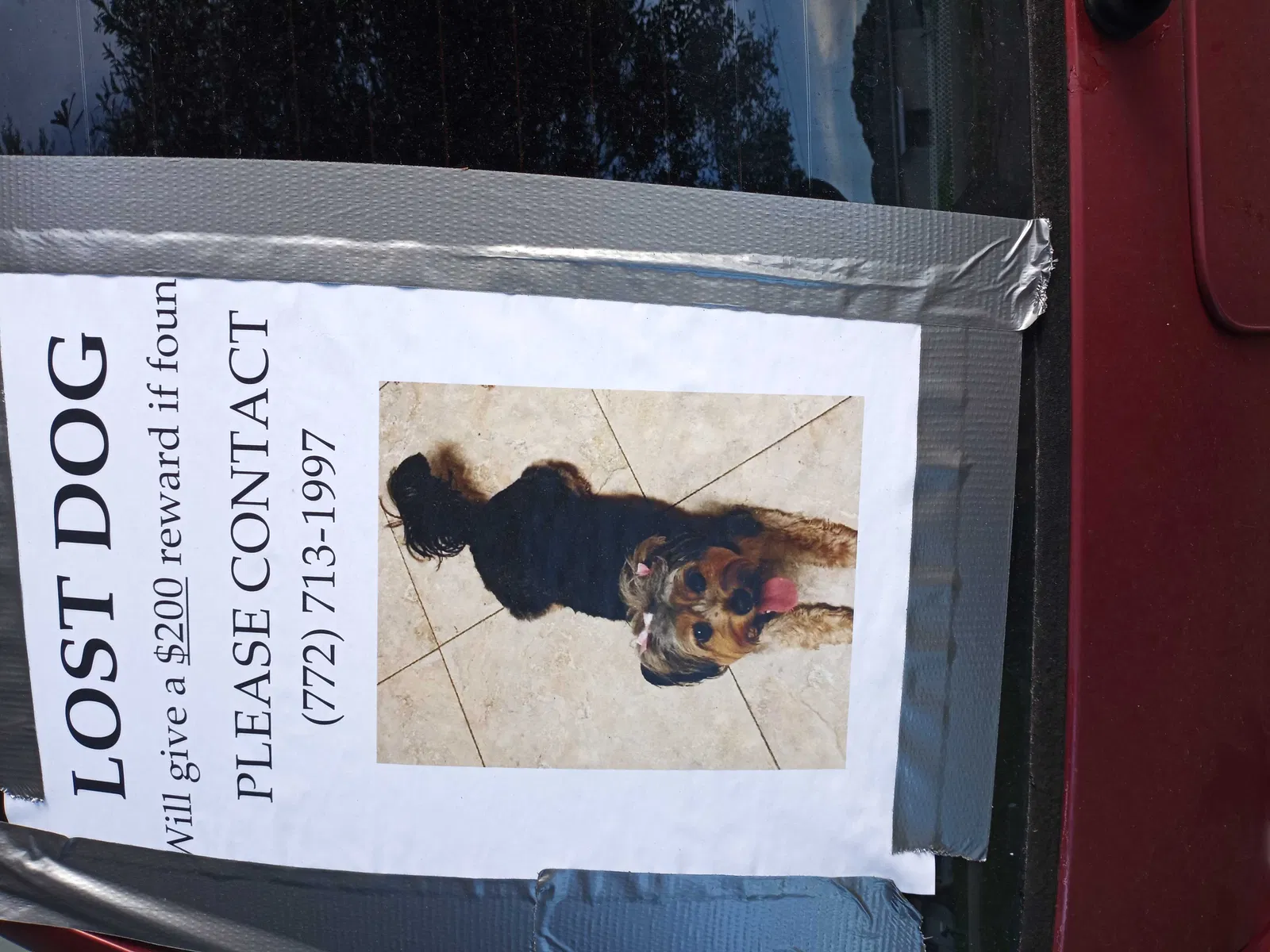 Lost dog in Fort Pierce, FL, 34982