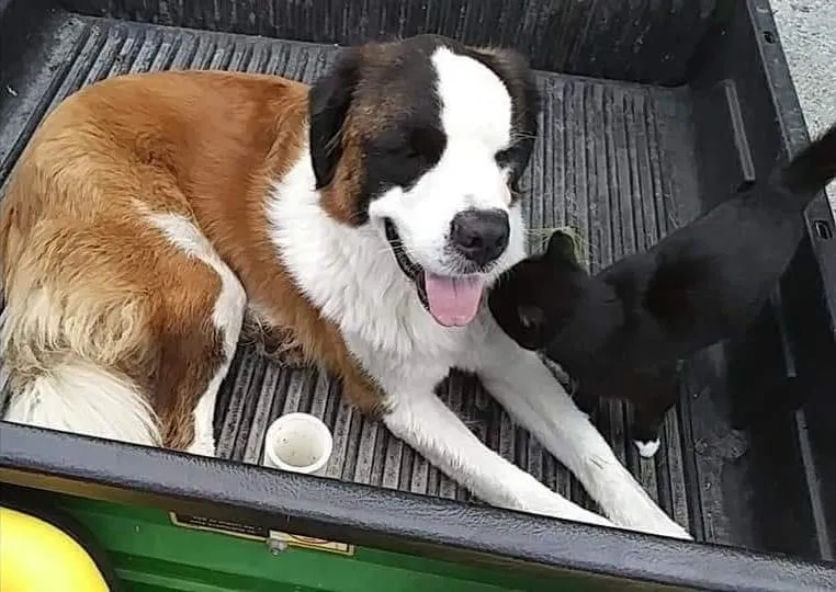 Lost dog in Rowley, IA, 52329