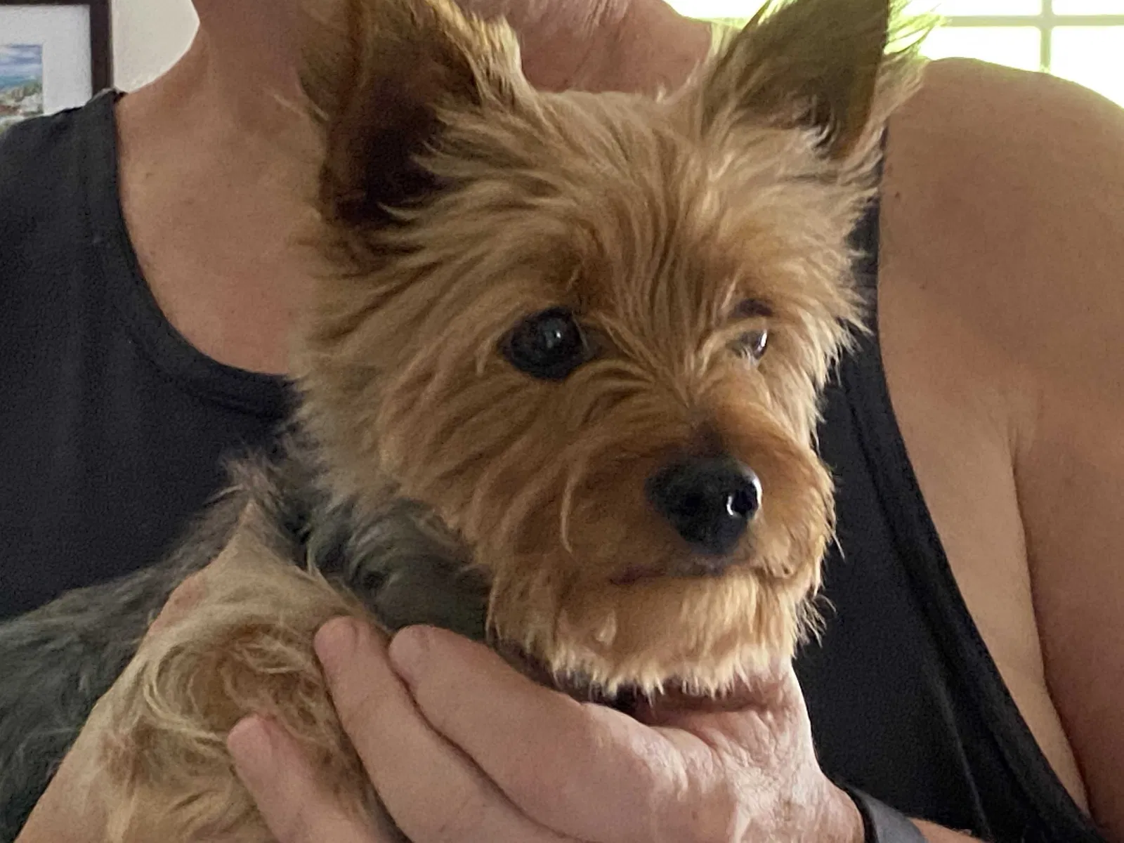 Found dog in Paradise, PA, 17562