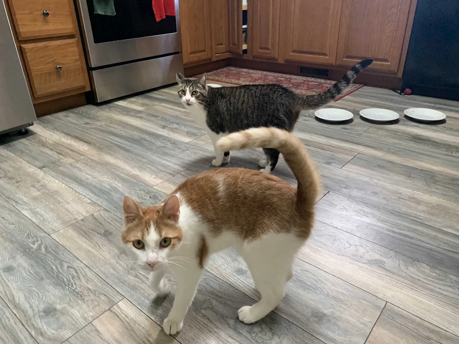 Lost cat in Elyria, OH, 44035