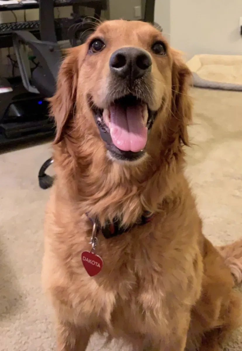 Lost dog in Huntsville, AL, 35811
