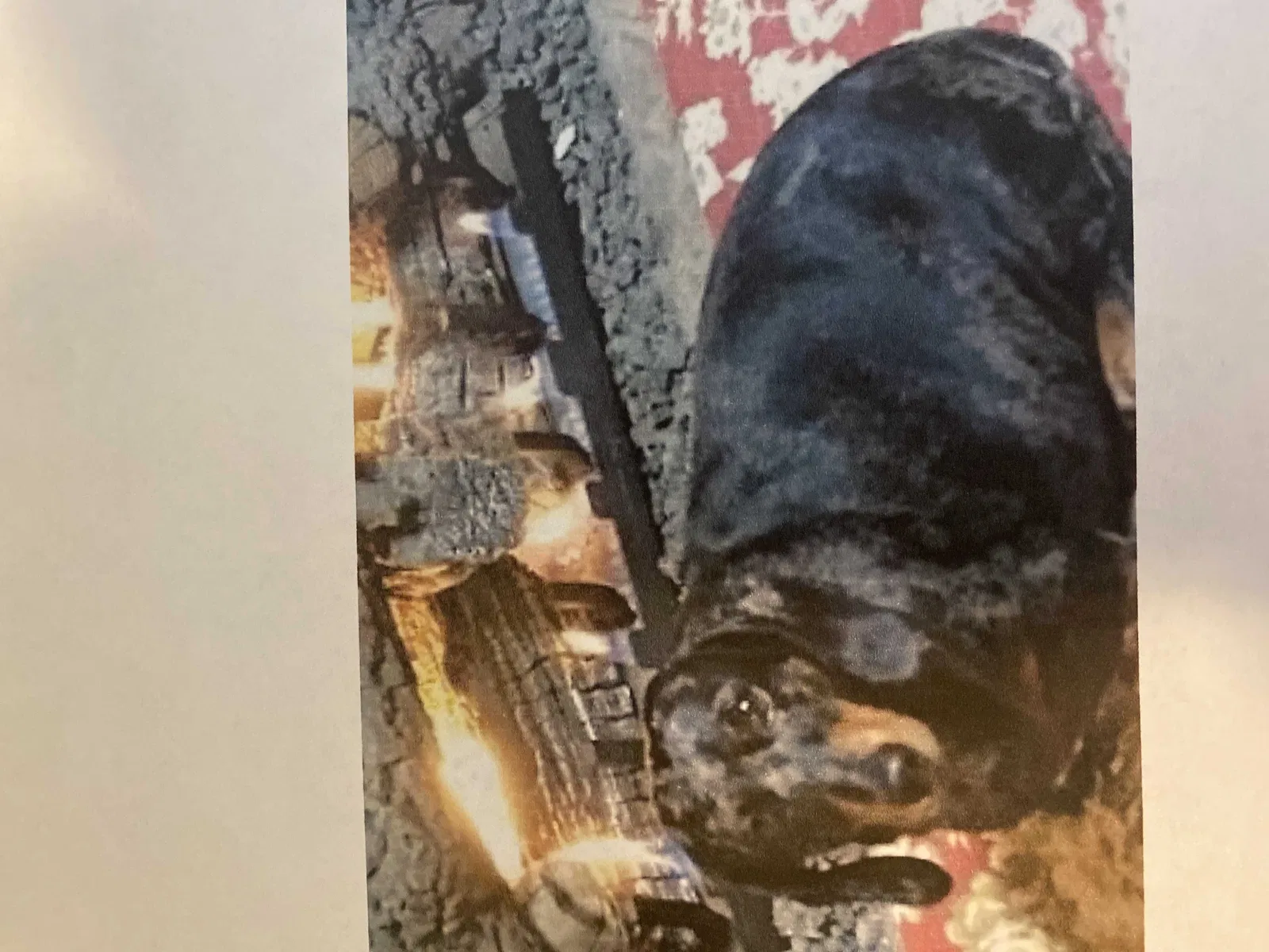 Lost dog in Fountain Inn, SC, 29644