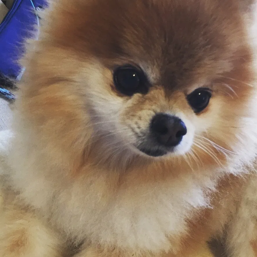 Lost dog in Grand Prairie, TX, 75051